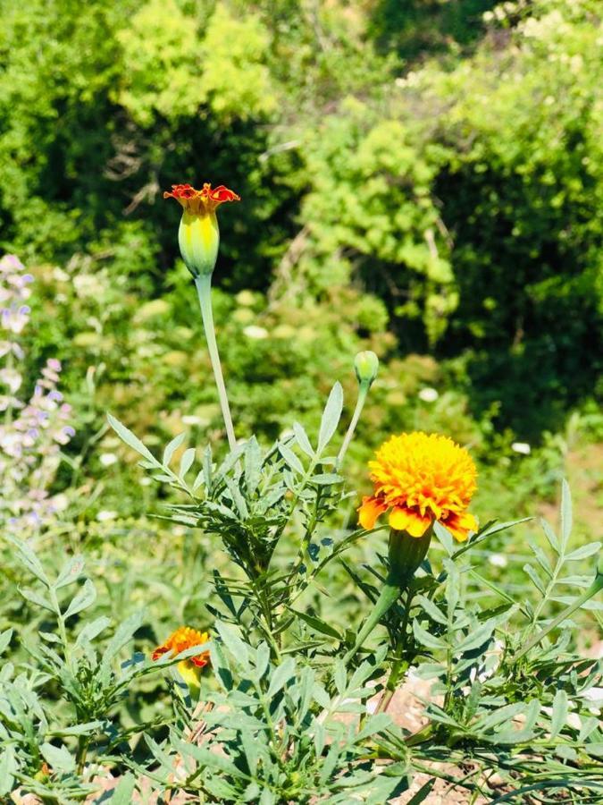 Guest House Qafe Dardha - Tomorr National Park Qafe Dardhe Εξωτερικό φωτογραφία